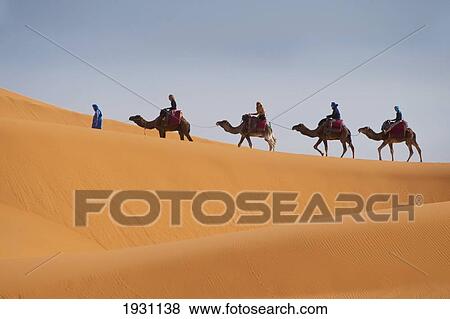 Tourists On Camel Trek In The Erg Chebbi Desert; Tourists On Came Trek In The Erg Chebbi Area Of The Sahara Desert Near Merzouga, Morocco. View Large Photo Image Stock Photo - Tourists On Camel Trek In The Erg Chebbi Desert; Tourists On Came Trek In The Erg Chebbi Area Of The Sahara Desert Near Merzouga, Morocco.. Fotosearch