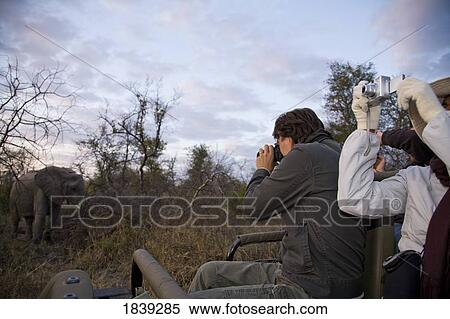 Stock Photography - Tourists On Safari Watching African Elephant; Sabi Sand Reserve, Mpumalanga, South Africa, Africa. Fotosearch