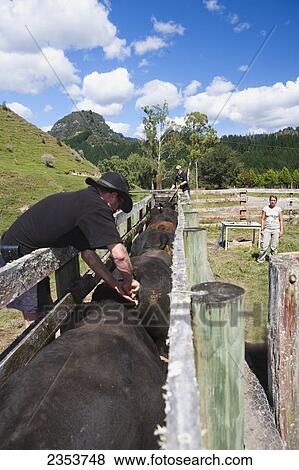 Stock Photo - Tourists Participate In A Cattle Muster And Are Tagging The Bulls At Blue Duck Lodge, In The Whanganui National Park; Whakahoro, New Zealand. Fotosearch