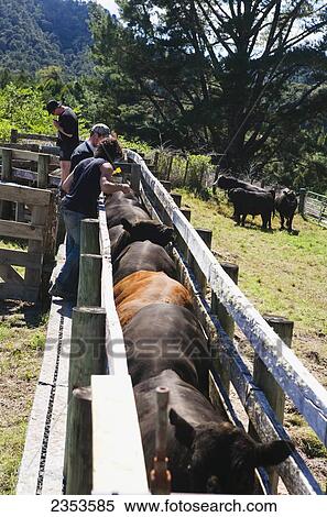 Tourists Participate In A Cattle Muster And Tagging The Bulls At Blue Duck Lodge, A Working New Zealand Farm Located In The Whanganui National Park; Whakahoro, New Zealand View Large Photo Image Stock Photography - Tourists Participate In A Cattle Muster And Tagging The Bulls At Blue Duck Lodge, A Working New Zealand Farm Located In The Whanganui National Park; Whakahoro, New Zealand. Fotosearch