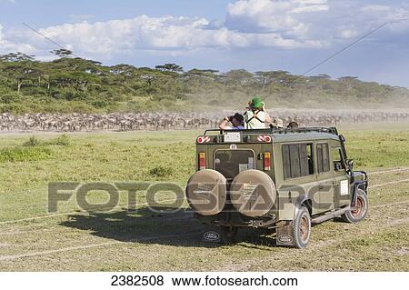 Tourists photograph and watch wildlife from a land cruiser in the Serengeti National Park; Tanzania View Large Photo Image Stock Photo - Tourists photograph and watch wildlife from a land cruiser in the Serengeti National Park; Tanzania. Fotosearch