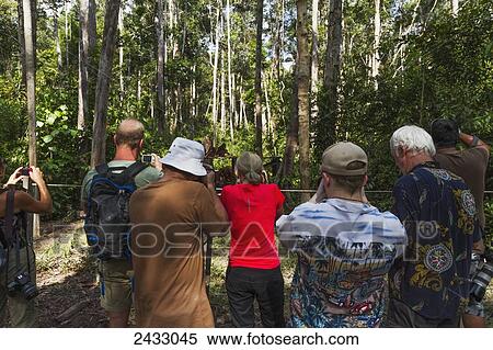 Tourists photographing Bornean orangutan (Pongo pygmaeus) at Camp Leaky, Tanjung Puting National Park, Central Kalimantan, Borneo, Indonesia View Large Photo Image Stock Photography - Tourists photographing Bornean orangutan (Pongo pygmaeus) at Camp Leaky, Tanjung Puting National Park, Central Kalimantan, Borneo, Indonesia. Fotosearch