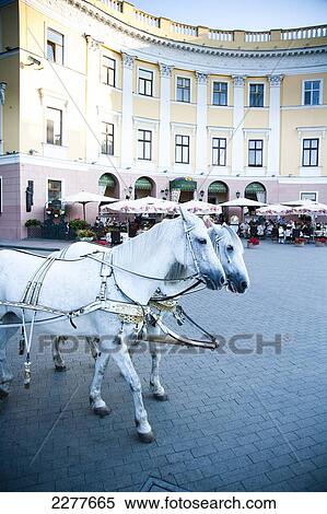 Stock Photography - Tourists ride in horse drawn carriage past historic buildings in Odessa City centre; Odessa, Ukraine. Fotosearch