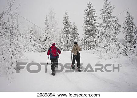 Picture - Tourists Snow Shoe Walking In Levi, Lapland, Finland. Fotosearch