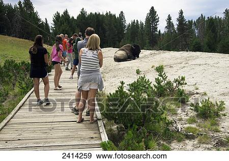Stock Photo - Tourists stand warily on a wooden walkway behind a resting bison at a mud volcano area, Yellowstone National Park; Wyoming, United States of America. Fotosearch