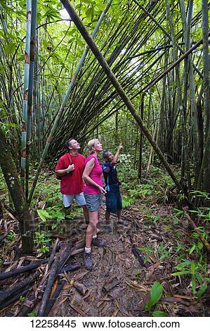 Stock Photography - Tourists treking through the jungle in Ulu Temburong National Park with guide; Brunei. Fotosearch