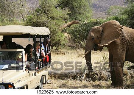 Tourists Viewing Elephants On Safari View Large Photo Image Stock Photography - Tourists Viewing Elephants On Safari. Fotosearch
