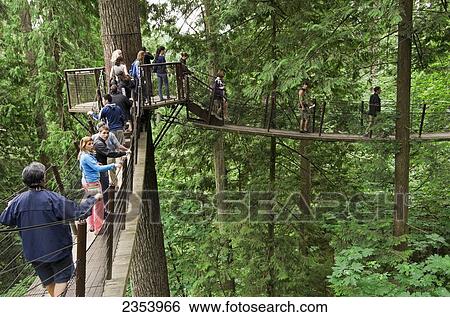 Tourists Walk Across Bridge At Capilano Suspension Bridge Park; North Vancouver, British Columbia, Canada View Large Photo Image Stock Photograph - Tourists Walk Across Bridge At Capilano Suspension Bridge Park; North Vancouver, British Columbia, Canada. Fotosearch