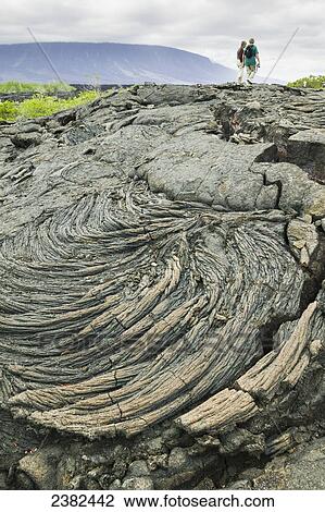 Tourists walk on a rugged rock bed; Fernandina Island, Galapagos Islands, Ecuador View Large Photo Image Stock Image - Tourists walk on a rugged rock bed; Fernandina Island, Galapagos Islands, Ecuador. Fotosearch