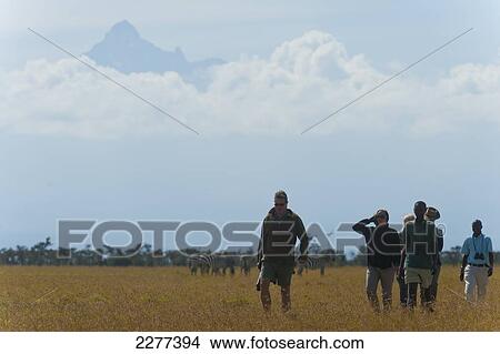 Tourists with guide on walking safari with zebra and Mt Kenya behind, Ol Pejeta Conservancy; Kenya View Large Photo Image Picture - Tourists with guide on walking safari with zebra and Mt Kenya behind, Ol Pejeta Conservancy; Kenya. Fotosearch