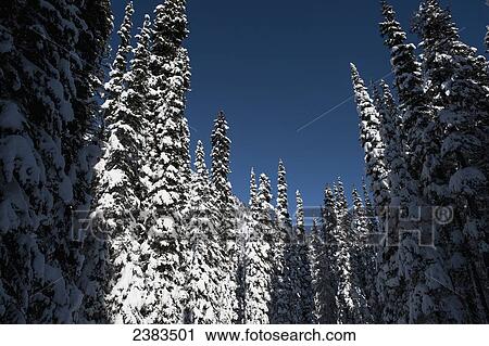 Stock Image - Towering snow covered trees and blue sky; Pemberton, British Columbia, Canada. Fotosearch