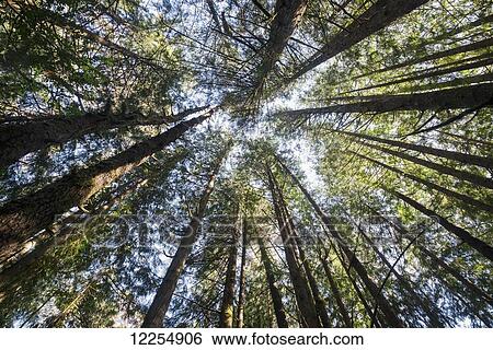 Towering treetops; Florence, Oregon, United States of America View Large Photo Image Stock Photograph - Towering treetops; Florence, Oregon, United States of America. Fotosearch