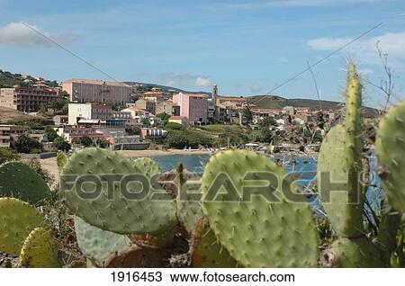 Townscape Viewed Across Cacti And Bay Of Valinco View Large Photo Image Stock Image - Townscape Viewed Across Cacti And Bay Of Valinco. Fotosearch