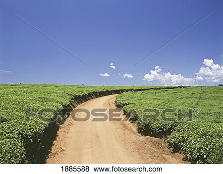 Stock Photo - Track In The Middle Of The Lujeri Tea Estate. Fotosearch