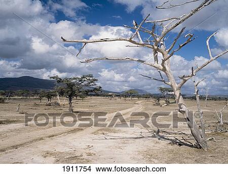 Picture - Track Past Dead Tree In Selous Game Reserve, Tanzania.. Fotosearch