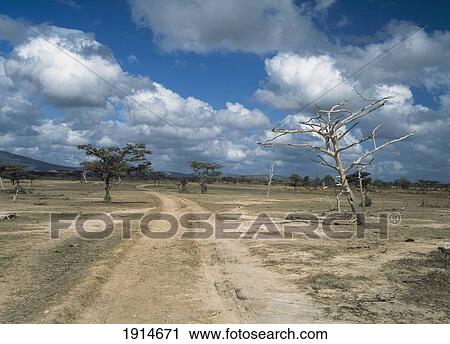 Track Past Dead Tree View Large Photo Image Stock Image - Track Past Dead Tree. Fotosearch