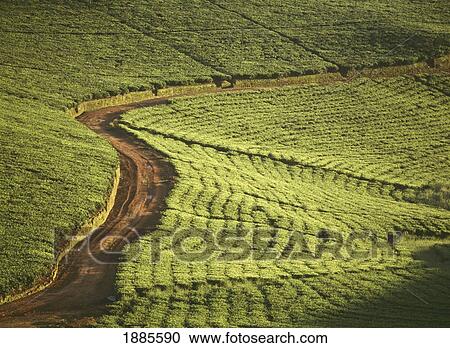 Stock Image - Track Through The Lujeri Tea Estate At Dawn. Fotosearch