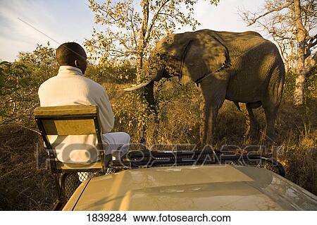 Picture - Tracker On Safari Vehicle Watching African Elephant; Sabi Sand Reserve, Mpumalanga, South Africa, Africa. Fotosearch