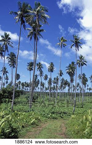 Tracks Through Coconut Plantation View Large Photo Image Picture - Tracks Through Coconut Plantation. Fotosearch