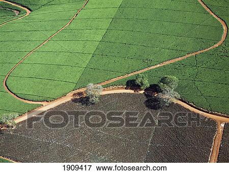 Stock Photo - Tracks Through The Lujeri Tea Estate Beneath Mt Mulanje, Malawi.. Fotosearch