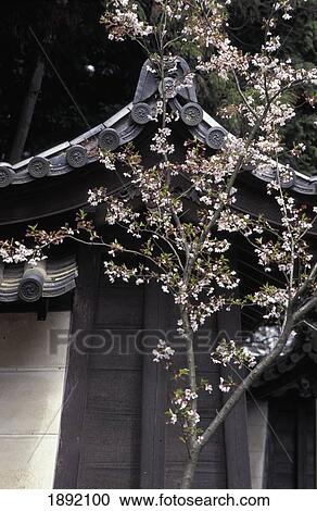 Stock Image - Traditional Architecture With Cherry Blossoms. Fotosearch