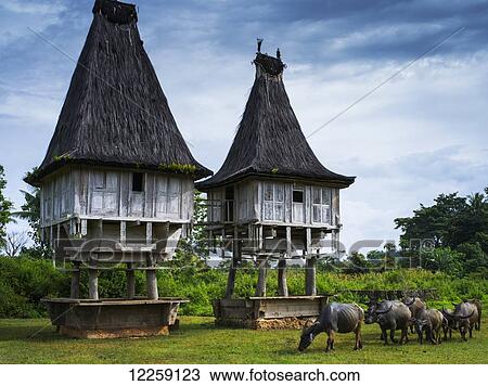 Traditional sacred houses in Lospalmos district; Timor-Leste View Large Photo Image Stock Image - Traditional sacred houses in Lospalmos district; Timor-Leste. Fotosearch