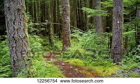 Trail in a forest along Chilliwack River Road; Chilliwack, British Columbia, Canada View Large Photo Image Picture - Trail in a forest along Chilliwack River Road; Chilliwack, British Columbia, Canada. Fotosearch