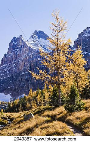 Stock Photo - Trail, Larch Trees And Mount Biddle, Yoho National Park, British Columbia. Fotosearch