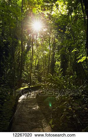 Stock Image - Trail through a bamboo forest with a sunburst through the bamboo; Wailua, Kauai, Hawaii, United States of America. Fotosearch