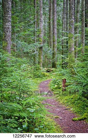 Stock Photo - Trail through a lush forest near Chilliwack River Road; Chilliwack, British Columbia, Canada. Fotosearch