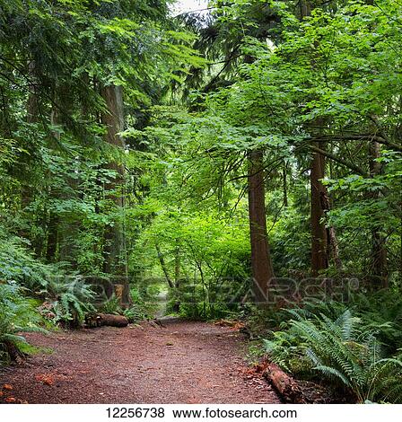 Trail through a lush forest; Vancouver, British Columbia, Canada View Large Photo Image Stock Photo - Trail through a lush forest; Vancouver, British Columbia, Canada. Fotosearch