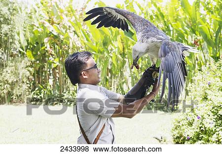 Trainer holding a White Bellied Sea Eagle (Haliaeetus leucogaster) at Bali Bird Park, Batubulan, Bali, Indonesia View Large Photo Image Stock Photo - Trainer holding a White Bellied Sea Eagle (Haliaeetus leucogaster) at Bali Bird Park, Batubulan, Bali, Indonesia. Fotosearch