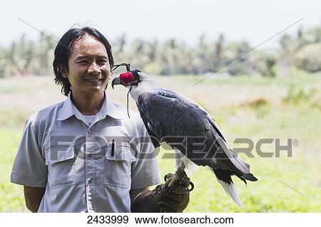 Stock Photo - Trainer holding a White Bellied Sea Eagle (Haliaeetus leucogaster) at Bali Bird Park, Batubulan, Bali, Indonesia. Fotosearch