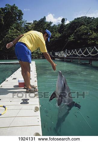 Stock Image - Trainer With Dolphin At Dolphin Cove. Fotosearch