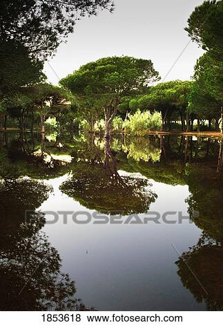 Tranquil Pond Reflections; Tarifa, Cadiz, Spain View Large Photo Image Stock Photo - Tranquil Pond Reflections; Tarifa, Cadiz, Spain. Fotosearch