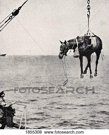 Stock Photo - Transferring Horsel From Ship To Land In Persian Gulf 1915 From The War Illustrated Album Deluxe Published London 1916. Fotosearch