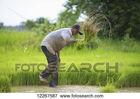 Stock Photo - Transplanting rice; Battambang, Cambodia. Fotosearch