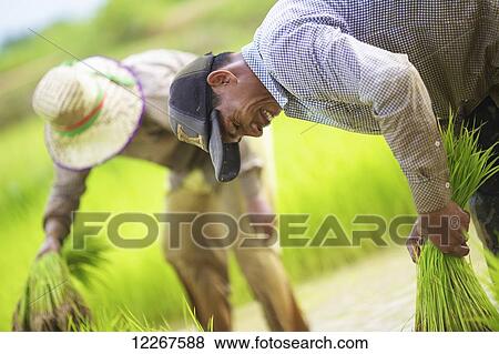 Transplanting rice; Battambang, Cambodia View Large Photo Image Stock Photo - Transplanting rice; Battambang, Cambodia. Fotosearch