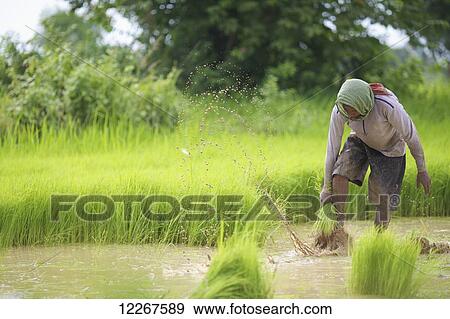 Stock Photo - Transplanting rice; Battambang, Cambodia. Fotosearch