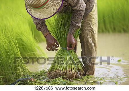 Stock Photograph - Transplanting rice; Battambang, Cambodia. Fotosearch