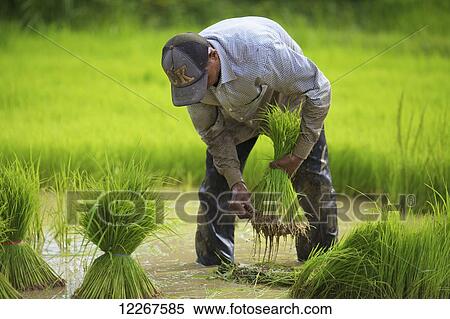 Transplanting rice; Battambang, Cambodia View Large Photo Image Stock Photography - Transplanting rice; Battambang, Cambodia. Fotosearch