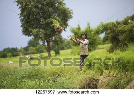Transplanting rice; Battamburg, Cambodia View Large Photo Image Stock Photo - Transplanting rice; Battamburg, Cambodia. Fotosearch