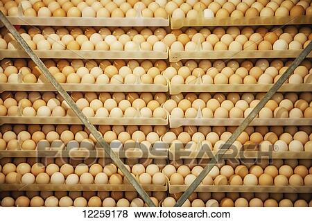 Stock Photo - Trays of eggs; Salisbury, Maryland, United States of America. Fotosearch