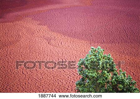 Picture - Tree Above Cracked Dry Soil, Elevated View. Fotosearch