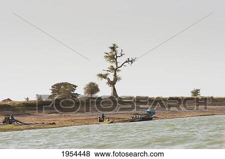 Tree along the shores of the Niger River between Mopti and Lake Debo, Mali View Large Photo Image Stock Photo - Tree along the shores of the Niger River between Mopti and Lake Debo, Mali. Fotosearch