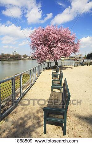 Stock Photo - Tree And Benches Along The Water. Fotosearch