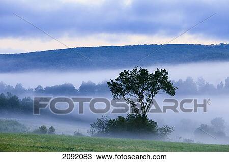 Stock Image - Tree And Fog At Dawn; Sainte-Helene-De-Chester Quebec Canada. Fotosearch