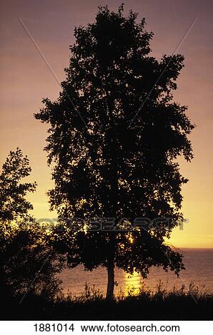 Picture - Tree And Lake At Sunset. Fotosearch