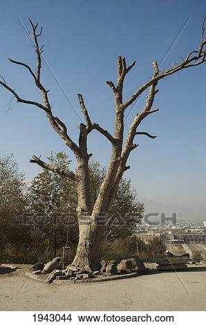 Picture - Tree At The Bagh-I-Babur Shah (Babur's Garden) - Kabul,, Afghanistan. Fotosearch
