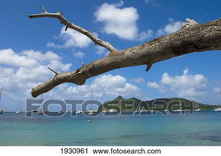 Stock Image - Tree Branch Over Tyrell Bay On Carriacou Island; Grenada, Caribbean. Fotosearch